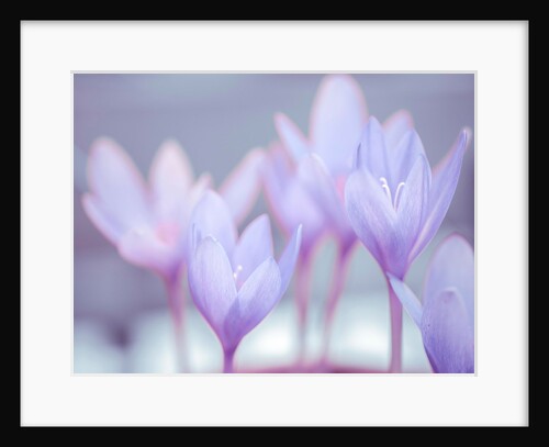 Crocus flowers by Assaf Frank